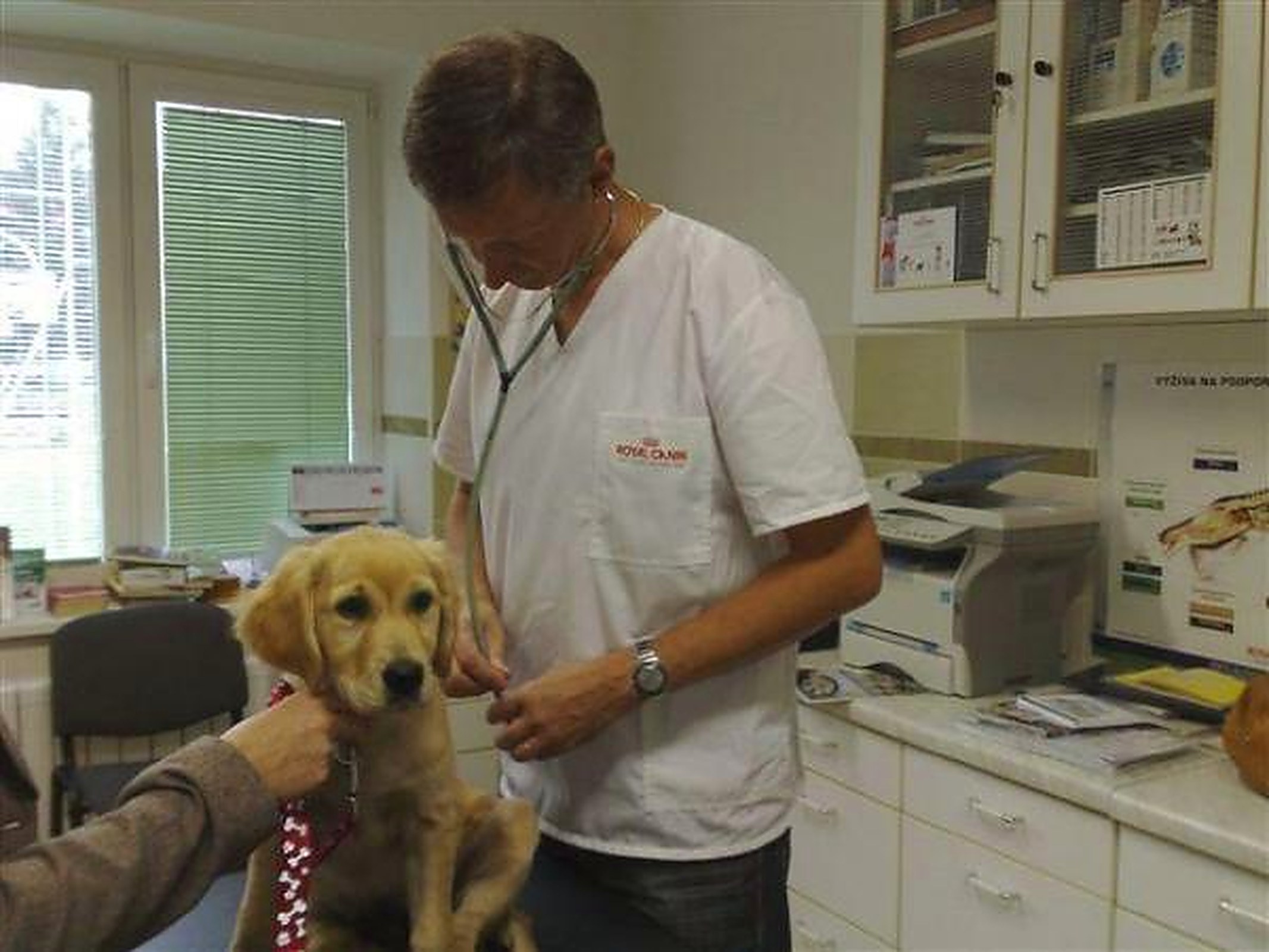 Ošetrenie pacienta vo veterinárnej ambulancii